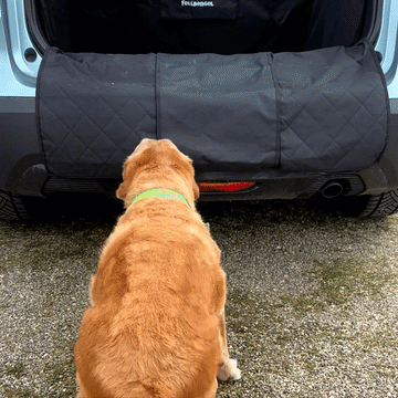 Fellbengel Hundetreppe Auto