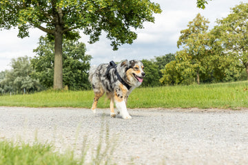 Hund trägt Sicherheitsgeschirr
