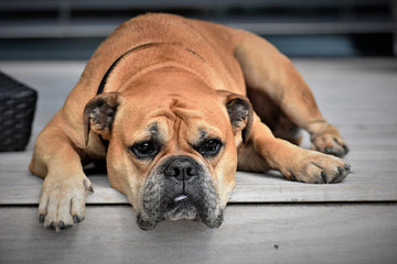 Hund auf Terasse