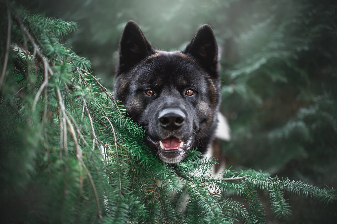 Hund im Wald