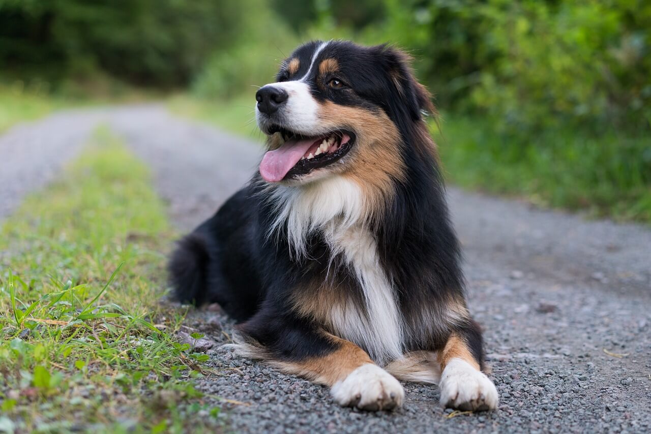 Hund auf Waldweg